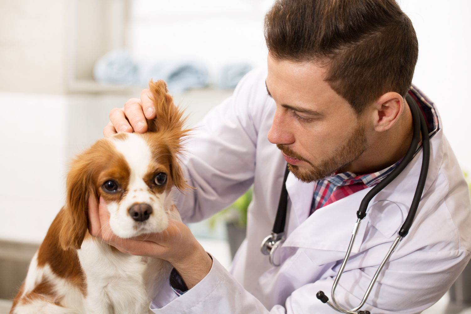 Comprehensive Guide to Managing Dog Allergies