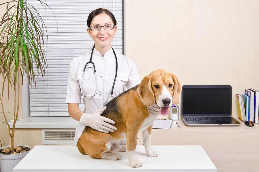 Top 6 Chewable Medications for Protecting Dogs from Fleas and Ticks