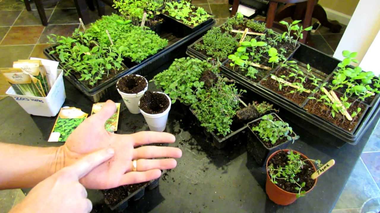 Ultimate Guide to Growing the Top 5 Indoor Herbs for Your Home Garden