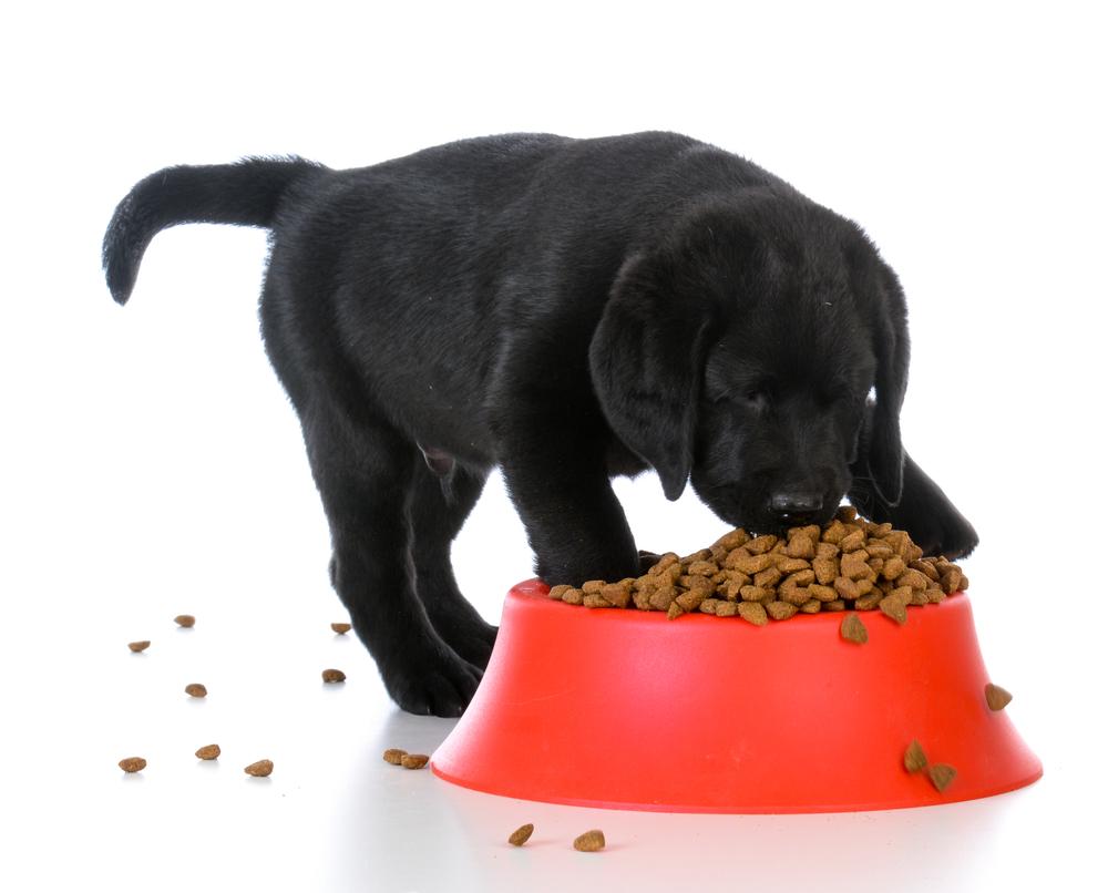 Top Veterinarian-Approved Puppy Nutrition Brands