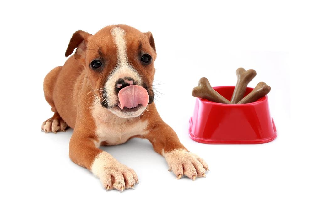 Comprehensive Guide to Selecting Dog Food and Effective Flea Management Strategies