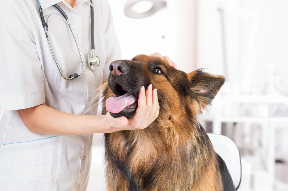 Strategies for Managing Canine Nystagmus Effectively