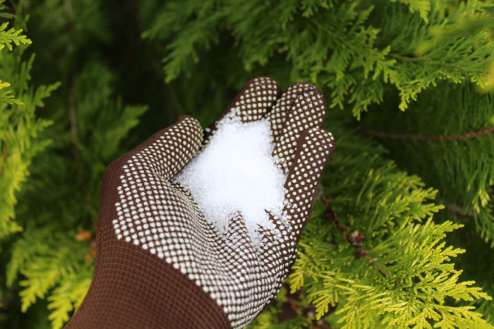 Enhance Your Garden with Epsom Salt as a Natural Fertilizer