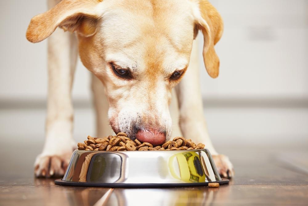 Guide to Hypoallergenic Dog Foods and Shopping Tips for Savings