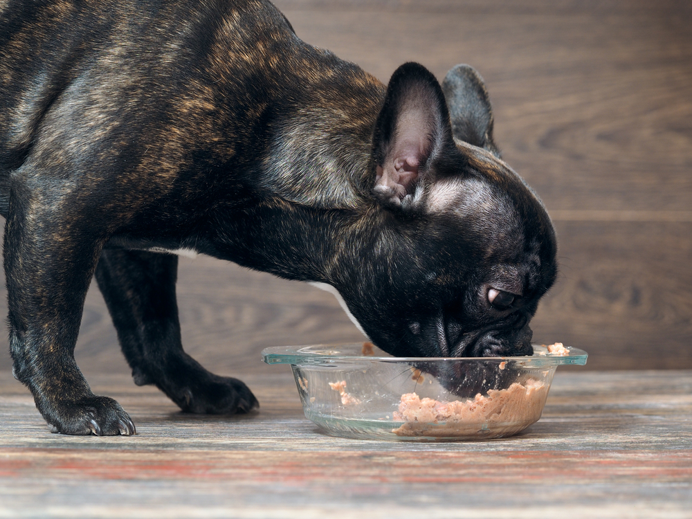 Essential FAQs About High-Quality Dog Food Brands