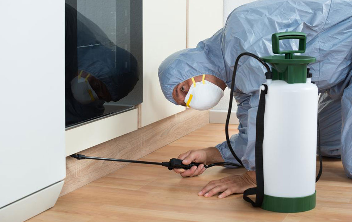 Effective DIY Solutions to Eliminate Bed Bugs at Home