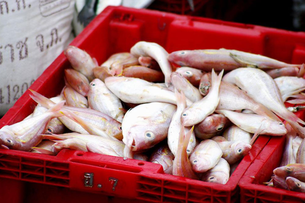 Essential Guide to Interpreting Fishing Reports