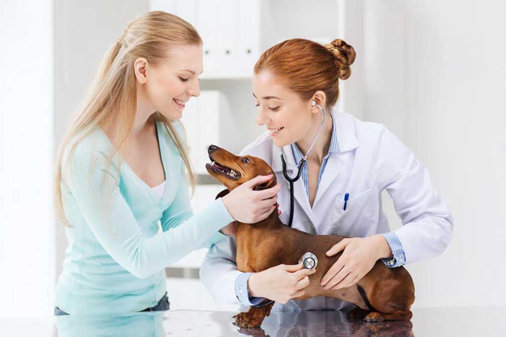 Guide to Selecting the Right Pet Insurance Plan