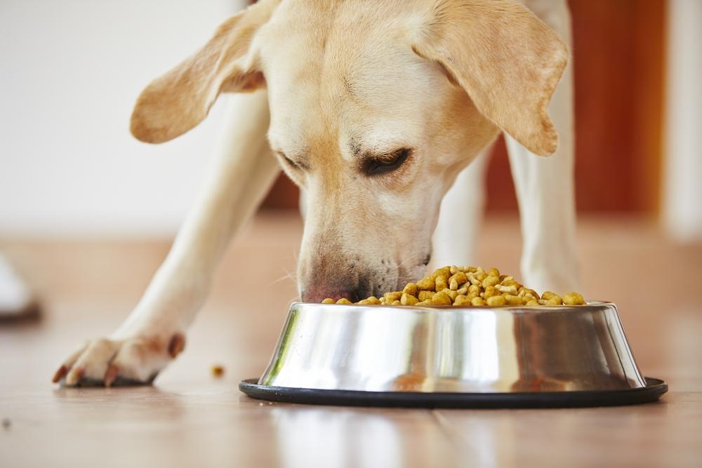 Essential Guide to Dog Food Choices for Sensitive Stomachs