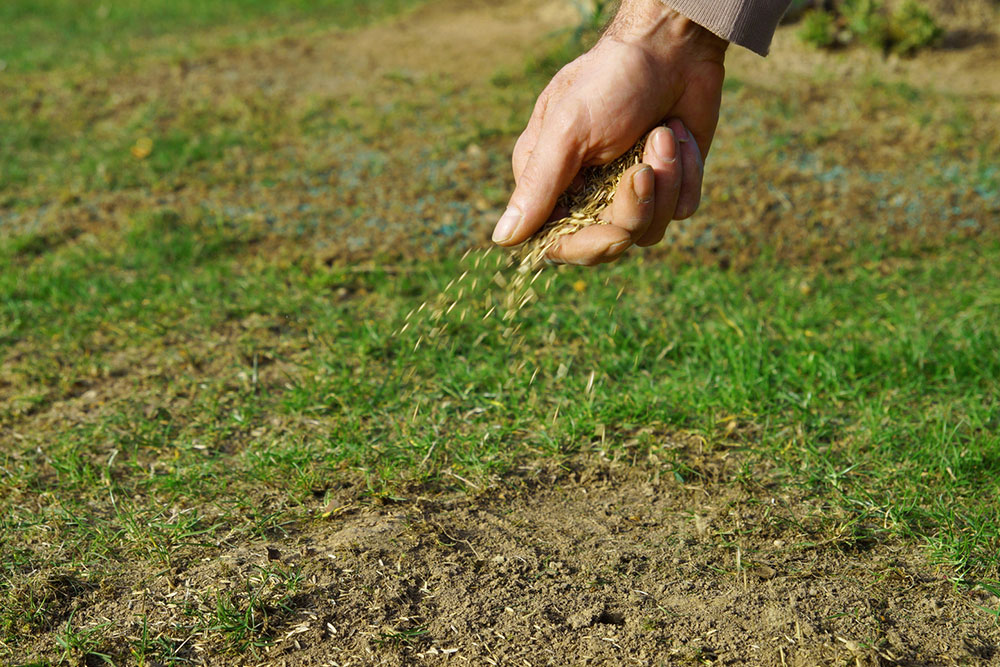 Different Types of Lawn Grasses and Essential Maintenance Tips