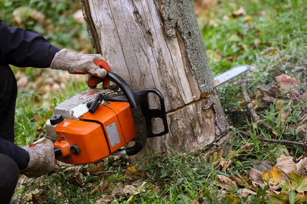 Top Reasons to Hire Professional Tree Removal Experts
