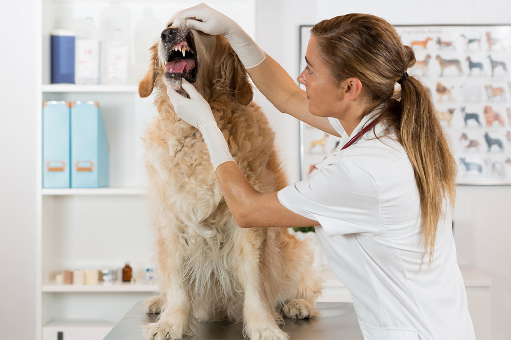 Natural Ways to Ease Your Dog's Pain at Home