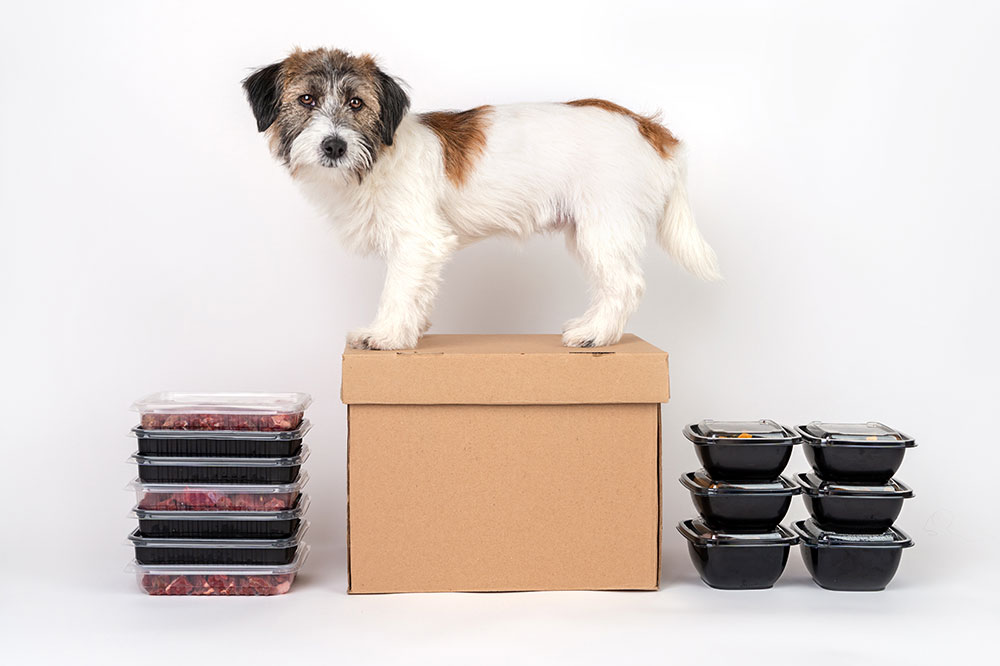 Top 3 Subscription Boxes for Puppies: Discover the Best Picks for Your Furry Friend