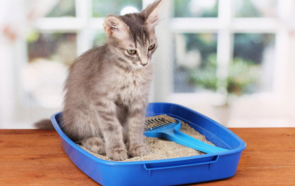 Comprehensive Guide to Choosing the Right Cat Litter Box for Your Feline Friend