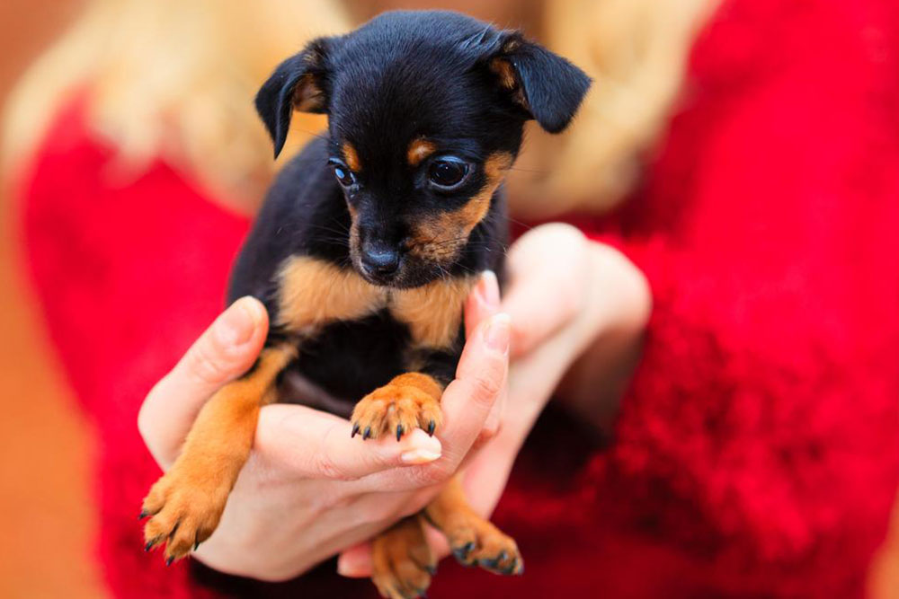 Effective Strategies to Remove Fleas from Your Pets