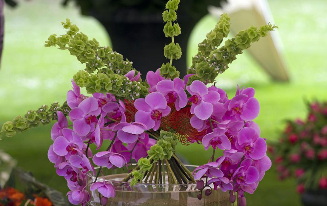 Expert Tips to Encourage Your Moth Orchids to Bloom Again