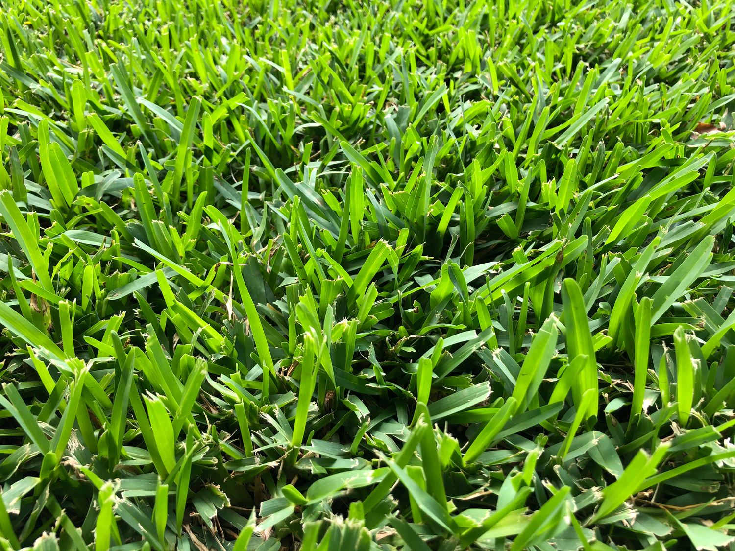 Ultimate Guide to Fertilizing St. Augustine Grass for Healthy Lawns