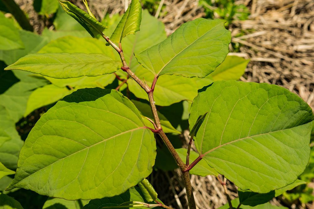 Comprehensive Guide to Long-Term Management of Invasive Japanese Knotweed