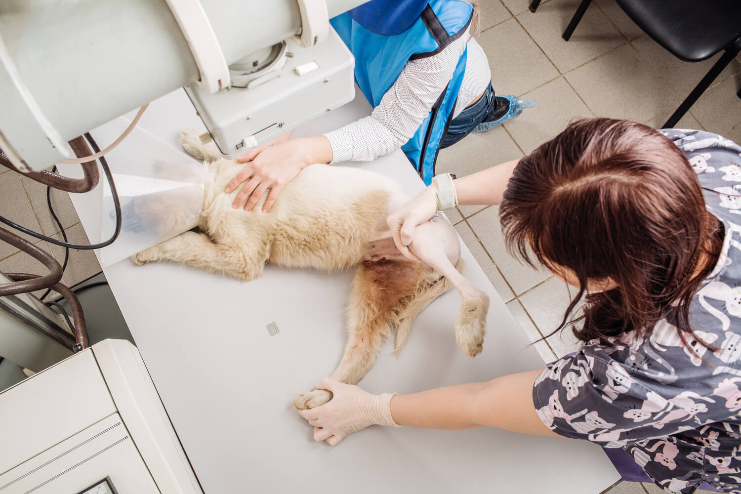 Comprehensive Guide to Pet X-Ray Coverage in Insurance Plans