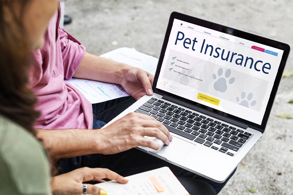 A Guide to Pet Insurance and Leading Providers
