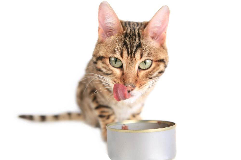 Top Reasons to Choose Canned Food for Your Cat's Health