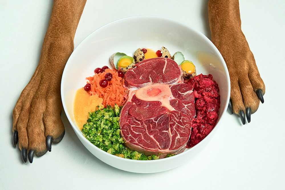 Expert Guide to Choosing the Best Nutrition for Your Dog's Health