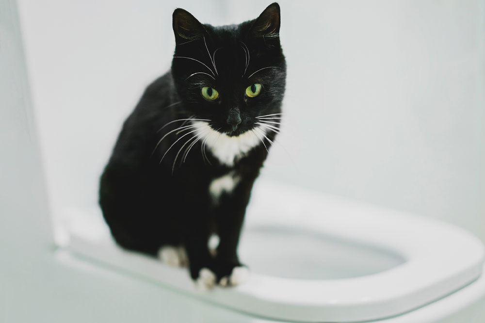 Effective Methods for Training Your Cat to Use the Toilet