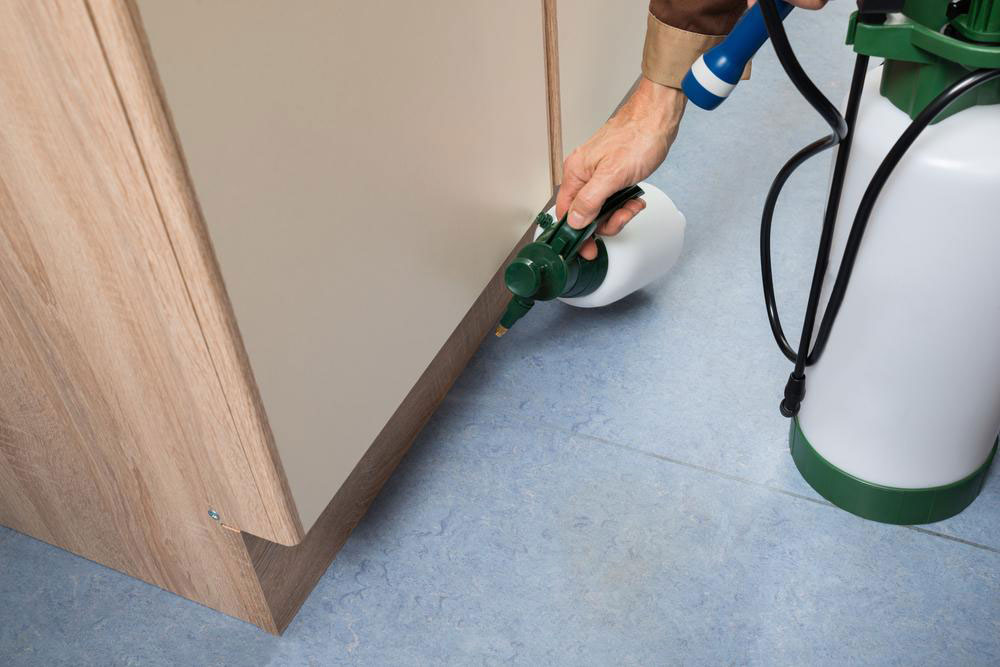Effective Strategies for Eliminating Indoor Ant Infestations