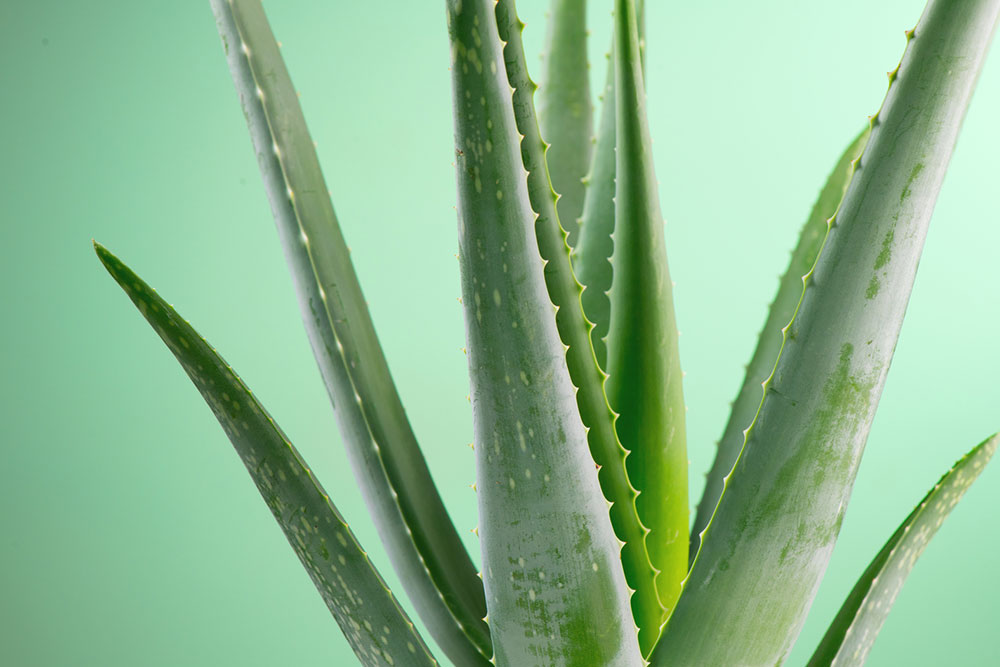 Comprehensive Natural Approaches to Effectively Manage Melasma Symptoms