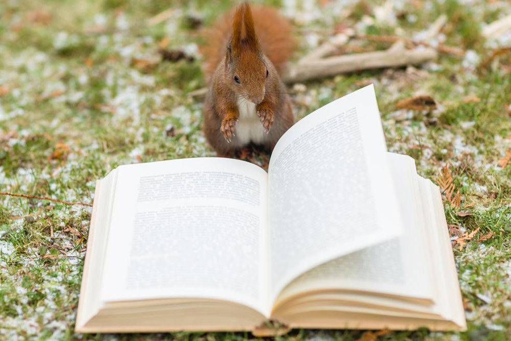Top 4 Adult Christmas Novels to Enjoy This Holiday Season