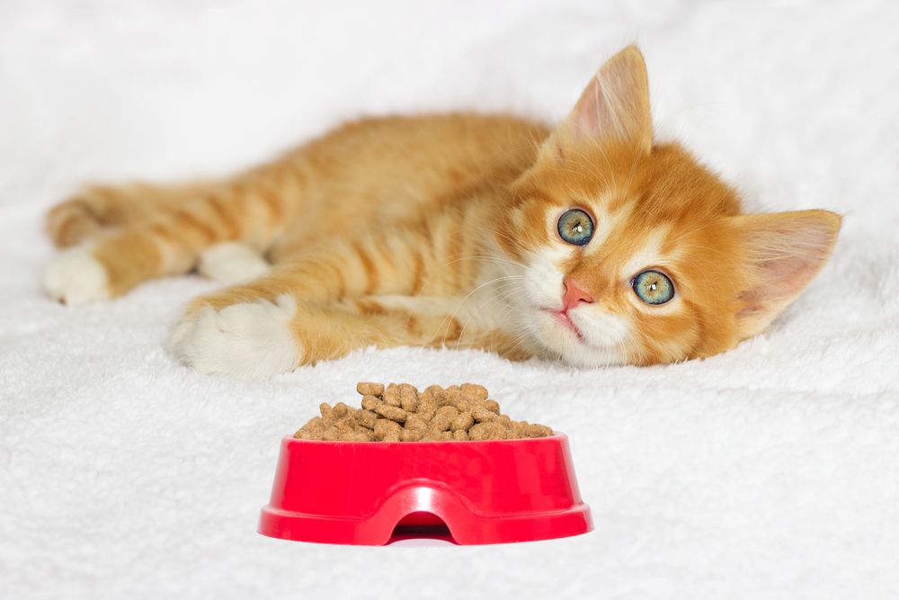 Comprehensive Guide to Choosing the Best Dry Cat Food for Your Feline Companion