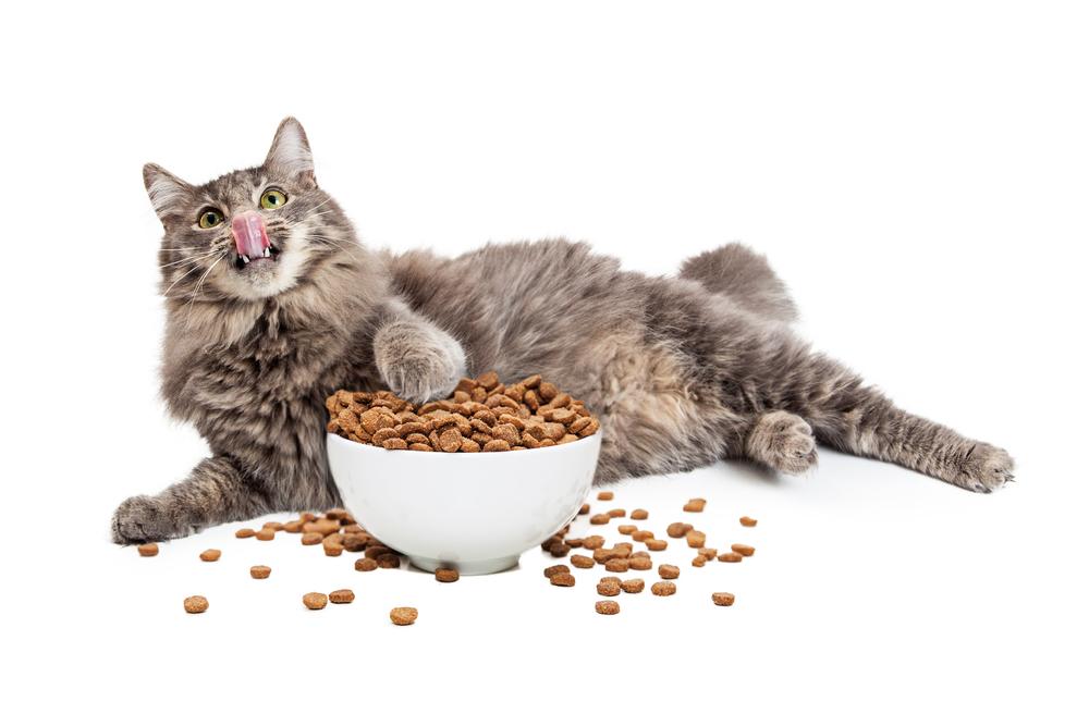 Selecting the Perfect Food for Your Indoor Cat