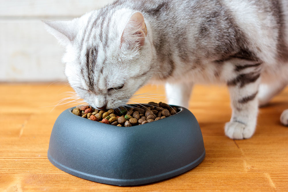 Top Strategies for Treating Cats Without Excessive Spoiling