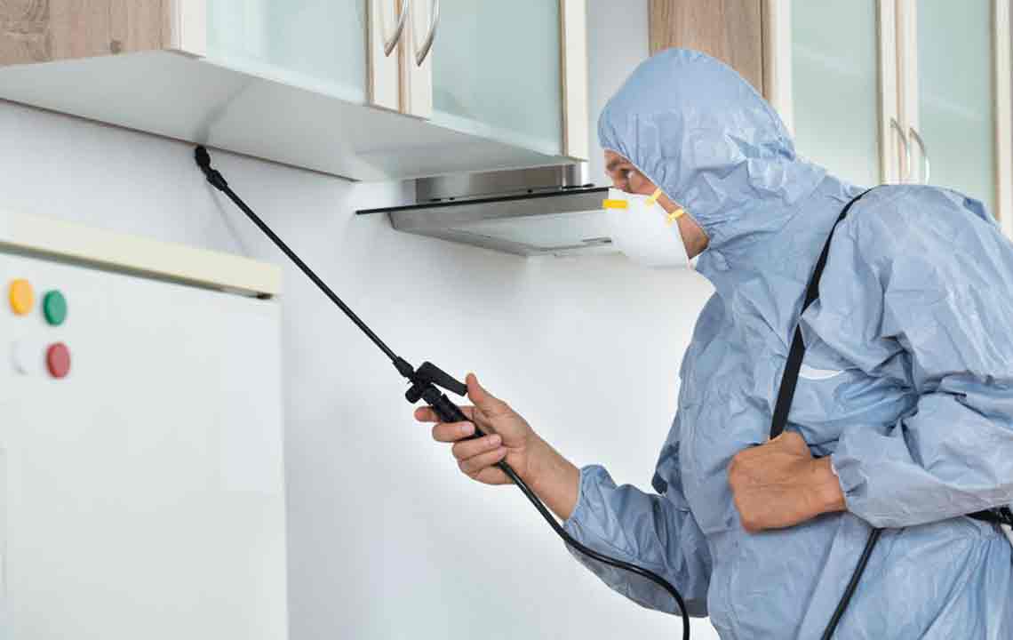 Effective Natural Remedies for Bed Bug Control