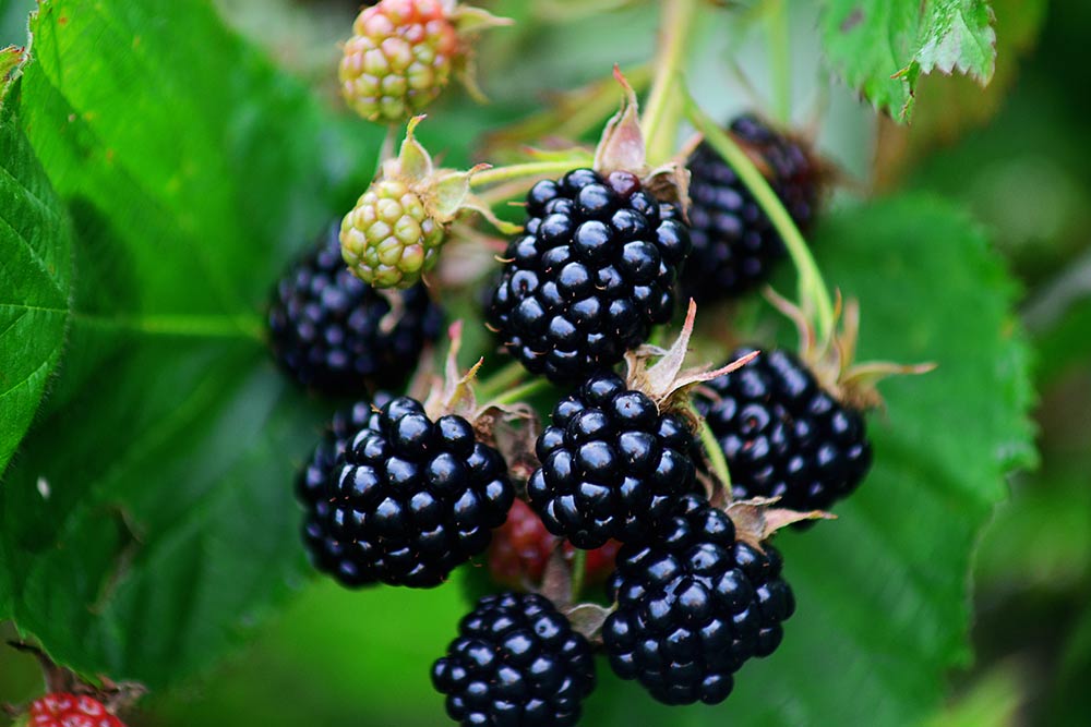 Comprehensive Nutritional Strategies to Aid in Depression Recovery and Enhance Mental Well-being