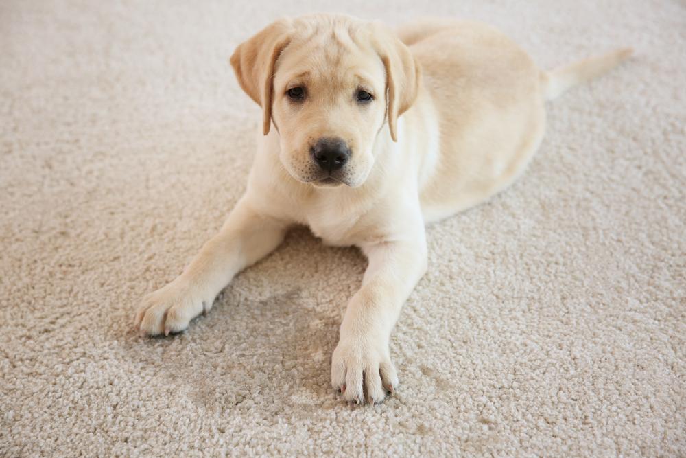 Effective Methods to Eliminate Urine Stains and Odors from Mattresses