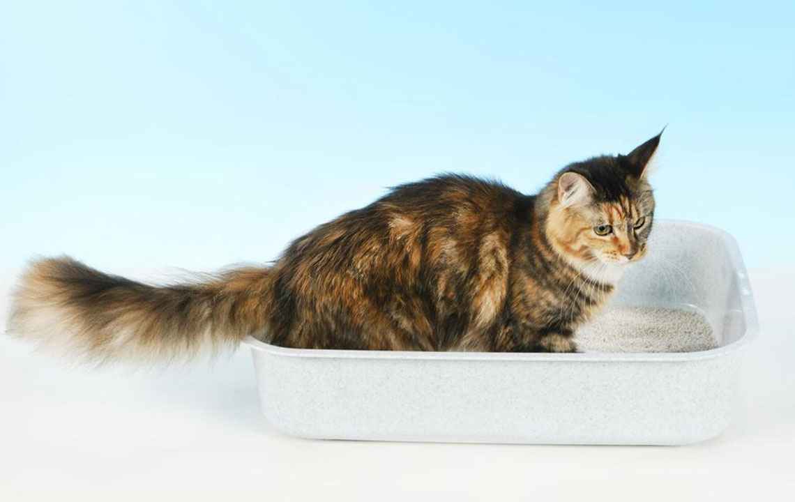 Comprehensive Guide to Keeping Your Cat’s Litter Box Clean and Hygienic