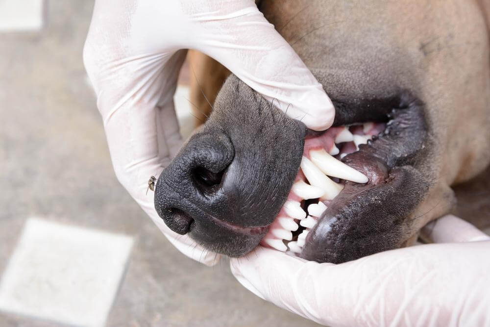 Pet Dental Care Coverage in Insurance Policies