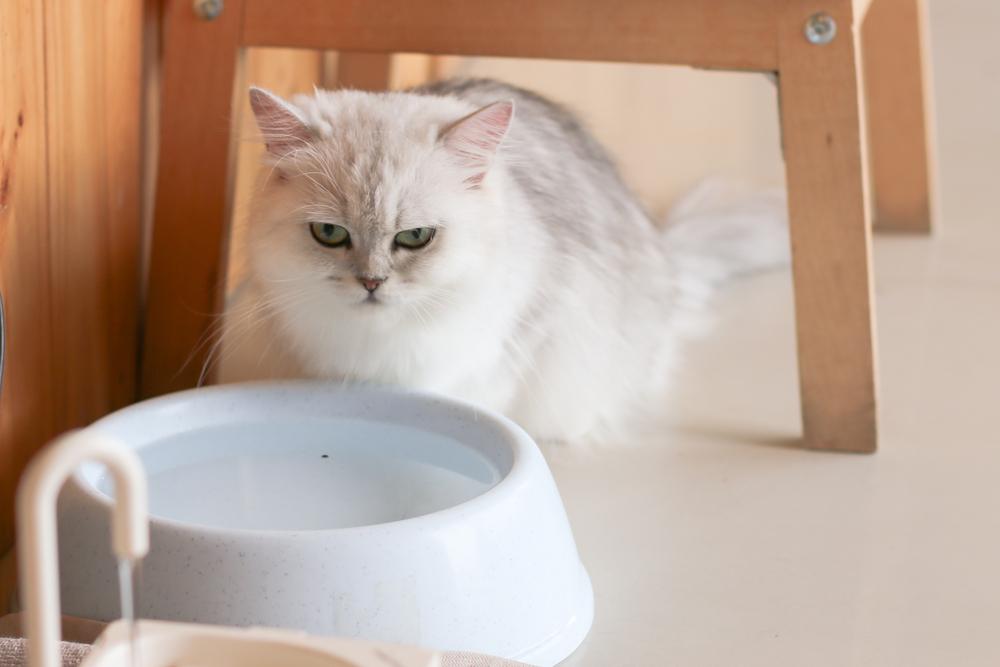 Top Vets' Picks for Optimal Cat Nutrition
