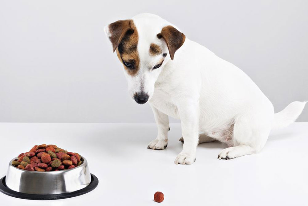 Essential Tips for Promoting Healthy Eating in Your Dog