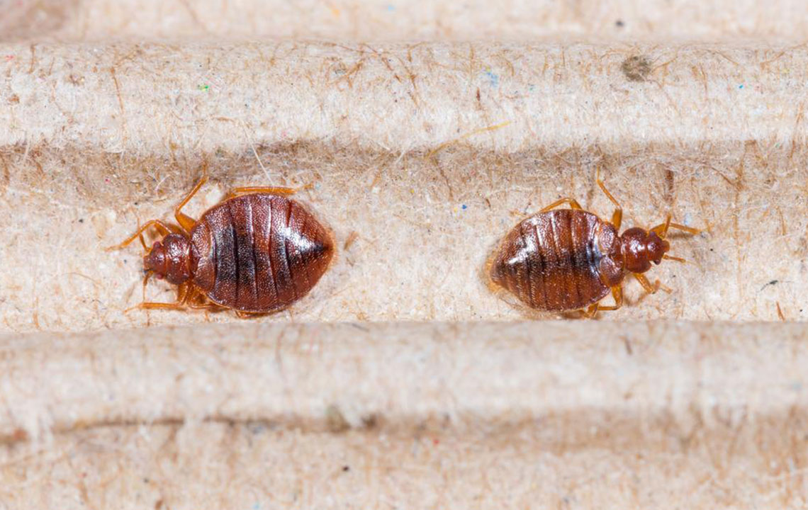 Top 3 Bed Bug Killing Sprays to Consider for Effective Pest Control