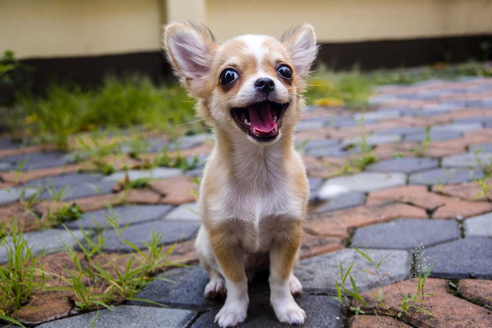 10 Fascinating Facts About the Miniature Chihuahua