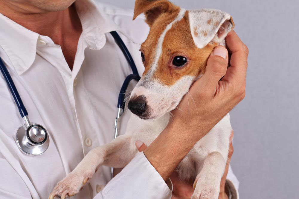 Effective Strategies to Manage Your Dog's Allergies