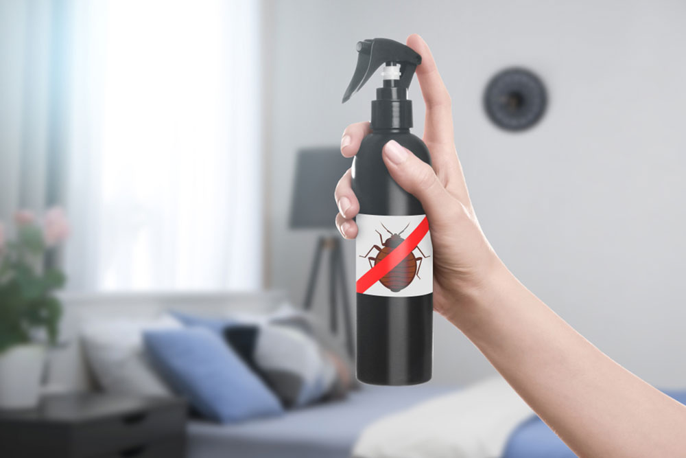 Top Strategies for Bed Bug Elimination and Prevention