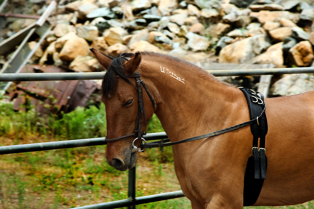 Top Four Training Tools for Horses