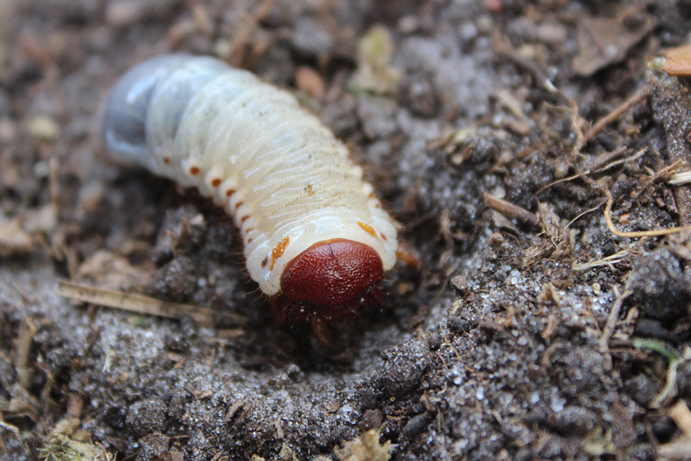 Effective Natural Solutions for Eliminating Lawn Grubs