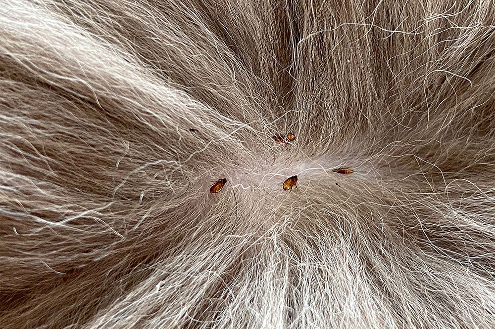 Natural Methods to Safeguard Your Dog Against Fleas and Ticks Effectively