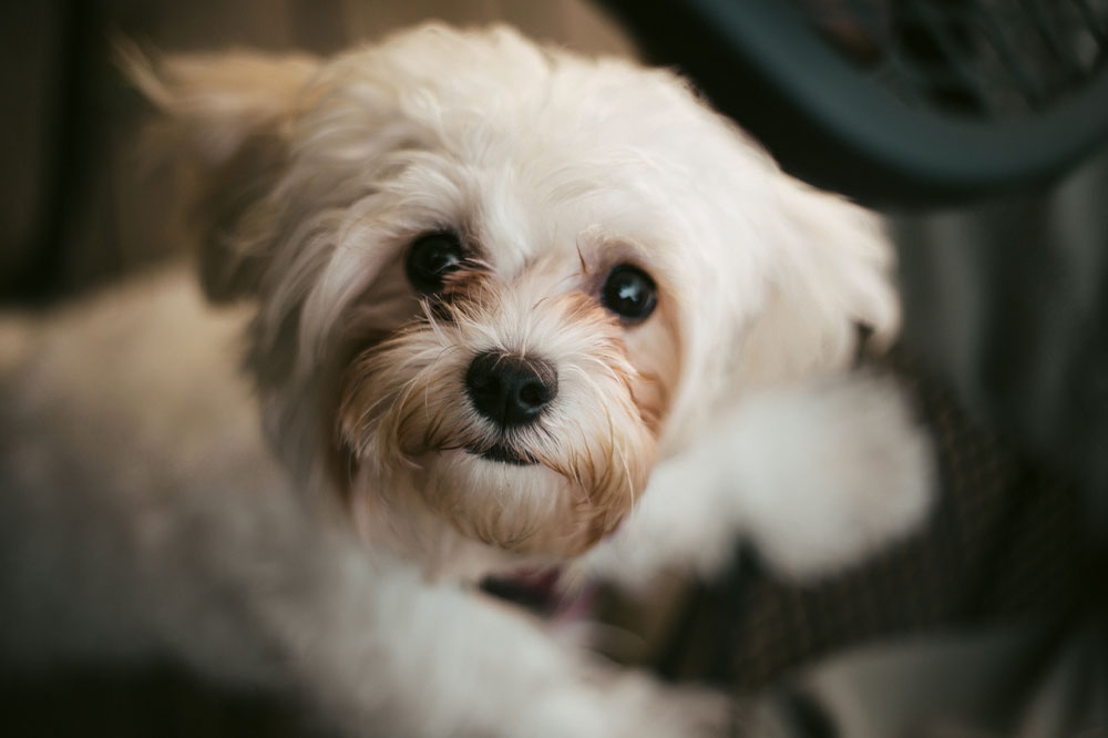 Essential Tips for Training Your Shih Tzu Companion