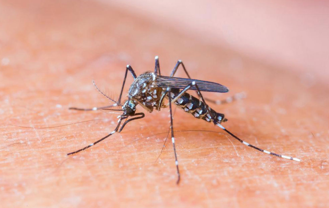 Comprehensive Guide to Recognizing Symptoms and Signs of Common Insect Bites
