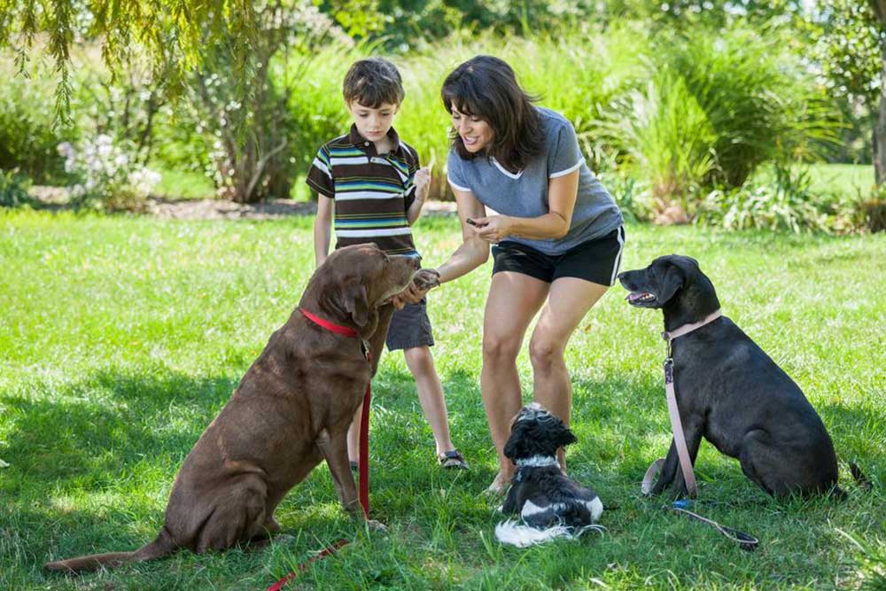 Top Three Nutritious Dog Snacks You Need to Know